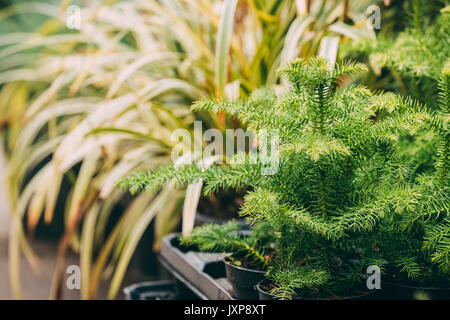 Bush Of Araucaria Plant In Pot In Store Market. Stock Photo