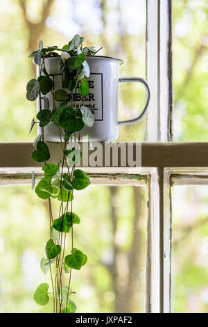 Vintage enamel mug with a green plant inside on a white sash window frame with trees on the background. Portrait format. Stock Photo