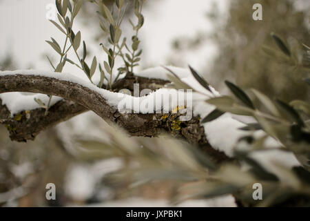 Close up view of an olive tree branch with snow. Landscape format. Stock Photo