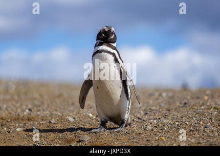 Magellanic penguin in Isla Magdalane in Southern patagonia in Chile Stock Photo