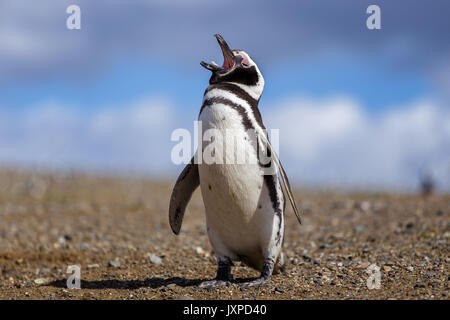 Magellanic penguin in Isla Magdalane in Southern patagonia in Chile Stock Photo