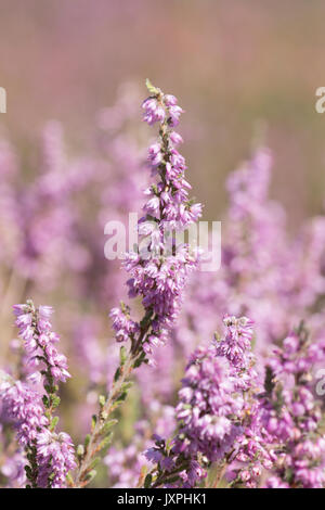 heather, Ling, Calluna vulgaris, August, Stock Photo