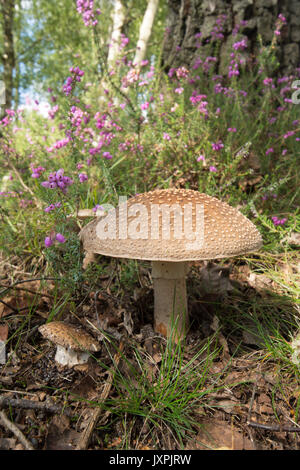 The Blusher, Amanita rubescens. Toadstool. August. Iping and Stedham Commons, Midhurst, Sussex, UK,