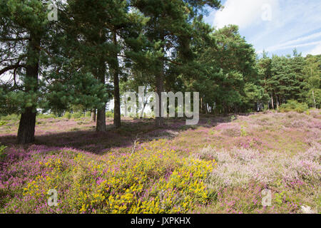 Iping and Stedham Commons, Midhurst, Sussex. August. Bell heather, Erica cinerea, Ling, Calluna vulgaris, Scots Pine, Pinus sylvestris, and Gorse. Stock Photo