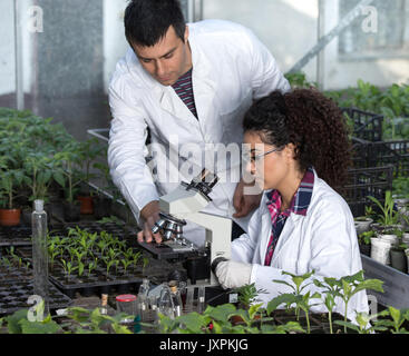 Two young engineers working in greenhouse with microscope and sprouts. Plant protection and care concept Stock Photo