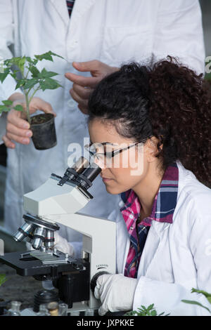 Two young engineers working in greenhouse with microscope and sprouts. Plant protection and care concept Stock Photo