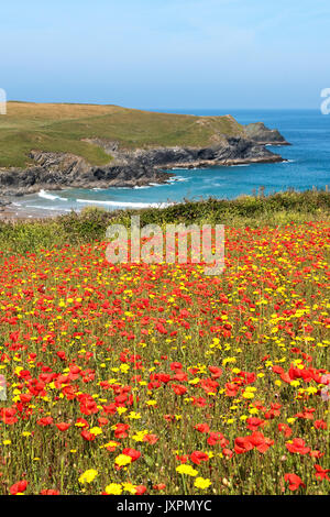 wild flowers growing by the coast at pentire in cornwall, england, uk Stock Photo