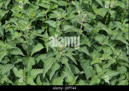 Stinging nettles (Urtica dioica) in High Wycombe, England on 16 August 2017. Photo by Andy Rowland. Stock Photo
