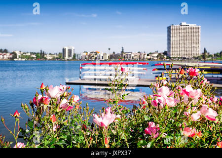 Oakland California Lake Merritt view of water and racks of rowing sculls on the dock. Roses in the foreground. Stock Photo