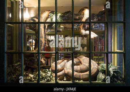 Magical Menagerie Shop Window in Diagon Alley, Wizarding World of Harry Potter, Universal Studios Orlando. Stock Photo