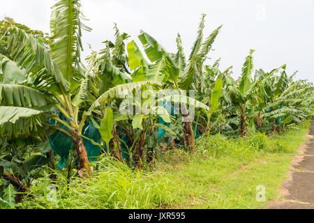 Plantation of banana trees in Martinique Stock Photo