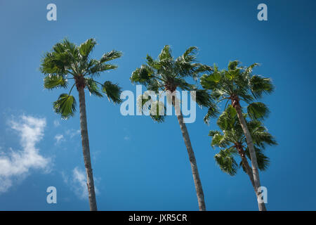 Florida Palm Trees against a blue sky Stock Photo