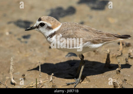 Kentish Plover (Charadrius alexandrinus), Male Stock Photo