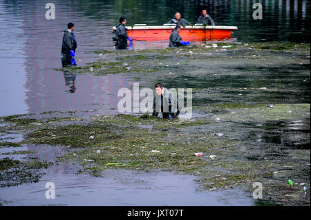 Shenyang, Shenyang, China. 16th Aug, 2017. Shenyang, CHINA-16th August 2017: (EDITORIAL USE ONLY. CHINA OUT) .Workers are busy with removing water weeds at a canal in Shenyang, northeast China's Liaoning Province, August 16th, 2017. Credit: SIPA Asia/ZUMA Wire/Alamy Live News Stock Photo