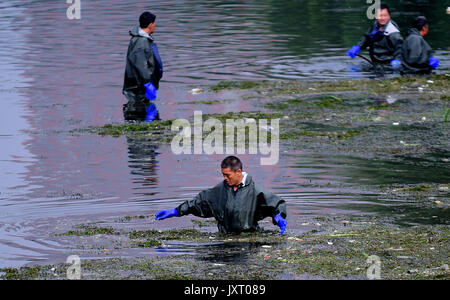 Shenyang, Shenyang, China. 16th Aug, 2017. Shenyang, CHINA-16th August 2017: (EDITORIAL USE ONLY. CHINA OUT) .Workers are busy with removing water weeds at a canal in Shenyang, northeast China's Liaoning Province, August 16th, 2017. Credit: SIPA Asia/ZUMA Wire/Alamy Live News Stock Photo