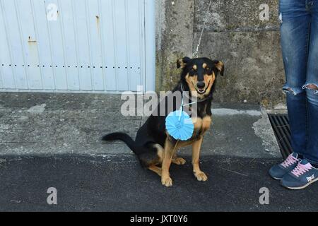 San Rocco (Camogli): Cheaper dog award 2017. In the picture: Kimbo, meticcio with Chiara Ferri Stock Photo