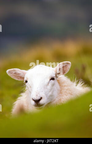 North Wales,  UK. 17th Aug, 2017. UK Weather. Warm and sunny conditions  over the Clwydian Range hills in Flintshire an Area of Outstanding Natural Beauty as this sheep relaxes in the foothills of Denbighshire, Wales, UK Stock Photo