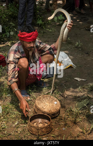 (170817) -- KHEDAITALA, Aug. 17, 2017 (Xinhua) -- An Indian snake charmer attracts snakes during the festival of the Hindu snake goddess 'Manasha' at Khedaitala, some 75 kms north of Kolkata, capital of eastern Indian state West Bengal, Aug. 17, 2017. Many  snake charmers and villagers attended this traditional festival to worship the goddess on Thursday. (Xinhua/Tumpa Mondal)  (gl) Stock Photo