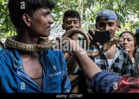 (170817) -- KHEDAITALA, Aug. 17, 2017 (Xinhua) -- Indian take photos for snakes during the festival of the Hindu snake goddess 'Manasha' at Khedaitala, some 75 kms north of Kolkata, capital of eastern Indian state West Bengal, Aug. 17, 2017. Many  snake charmers and villagers attended this traditional festival to worship the goddess on Thursday. (Xinhua/Tumpa Mondal)  (gl) Stock Photo