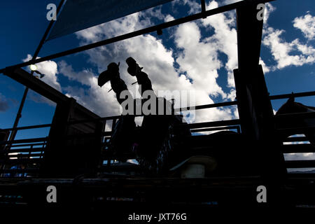 Snowmass, Colorado, USA. 16th Aug, 2017. A cowboy tightens the straps on his bronco prior to competing in a bucking bronco competition at the Snowmass Rodeo. Credit: Alex Edelman/ZUMA Wire/Alamy Live News Stock Photo