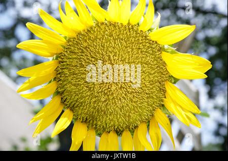 Sunflower closeup Stock Photo