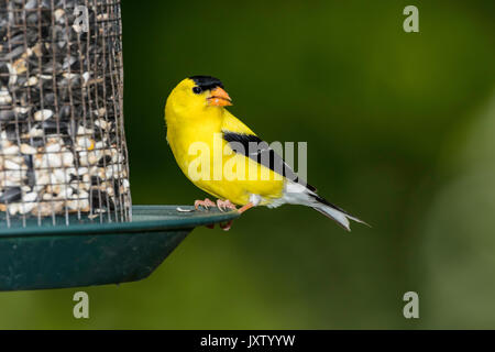 Male American Goldfinch on seed feeder. Stock Photo