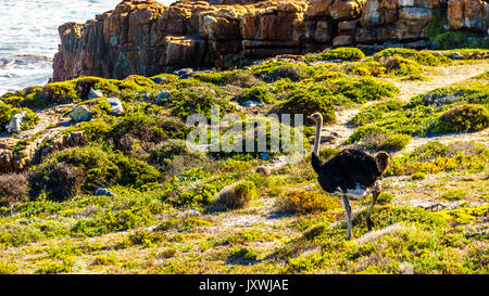 Male Ostrich in Cape Point Nature Reserve on the Cape Peninsula in South Africa Stock Photo