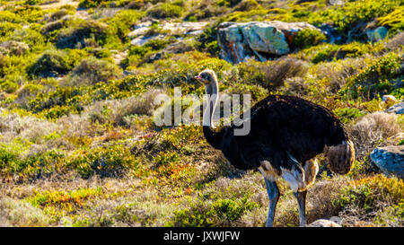 Male Ostrich in Cape Point Nature Reserve on the Cape Peninsula in South Africa Stock Photo