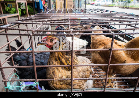 Chickens in crowded cages for sale at market Stock Photo