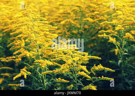Blooming goldenrod. Solidago, or goldenrods, is a genus of flowering plants in the aster family, Asteraceae . Stock Photo