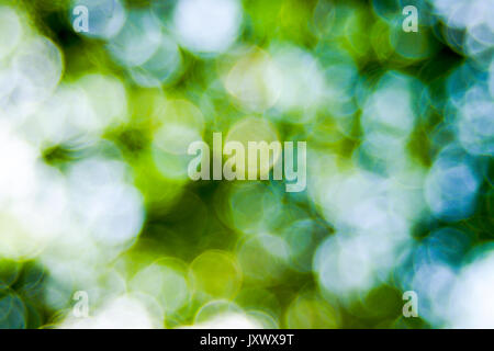Abstact defocus bokeh light background made of forest style,Beautiful background image. Stock Photo