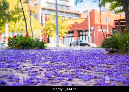 Jacaranda tree petals on the ground in Adelaide, South Australia Stock Photo
