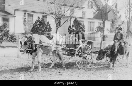 Full length sitting portraits of two young African American children, both wearing light shirt, dark coats, dark pants and caps, one riding on young cow, another riding in wagon with barrel driven by cow, sitting on dirt pathway outside of house with trees, neutral expressions, 1910. Stock Photo
