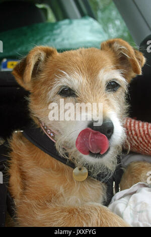 Cute Yorkshire cross Jack Russell mongrel terrier licking it's nose in the back of a car wearing a dog tag. Stock Photo