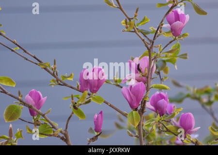 Red magnolia (Magnolia liliiflora) bloomed in spring