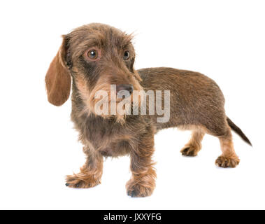 kaninchen Wire-haired Dachshund in front of white background Stock Photo