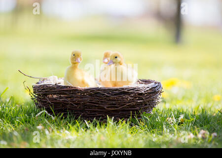 Three little ducklings in a nest, outdoors image in the park, springtime Stock Photo