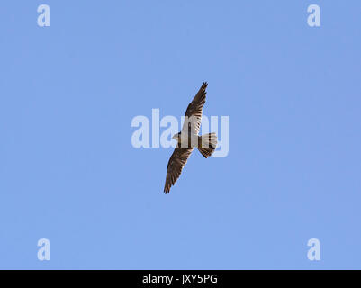 Juvenile Peregrine Falcon, Falco peregrinus, in flight Stock Photo