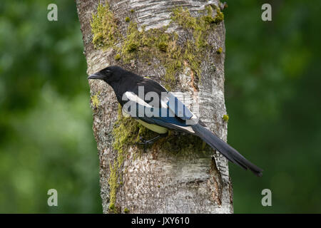 Eurasian magpie, common magpie, Pica pica, perched on silver birch tree trunk Stock Photo