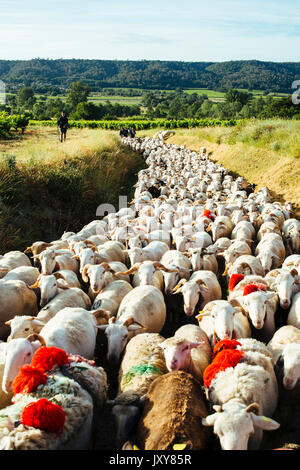 Transhumance, flock of sheep being herded between Nimes and the lake 'Lac des Pises' in the Cevennes mountain range, June 2015. Flock on a path, sheph Stock Photo