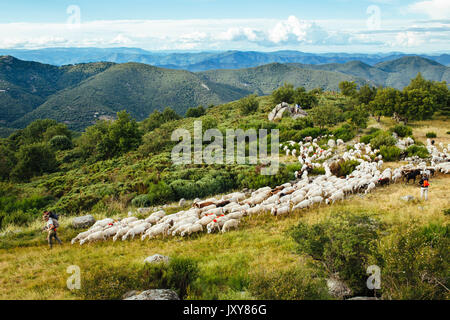 Transhumance, flock of sheep being herded between Nimes and the lake 'Lac des Pises' in the Cevennes mountain range, June 2015. Typical landscape of t Stock Photo