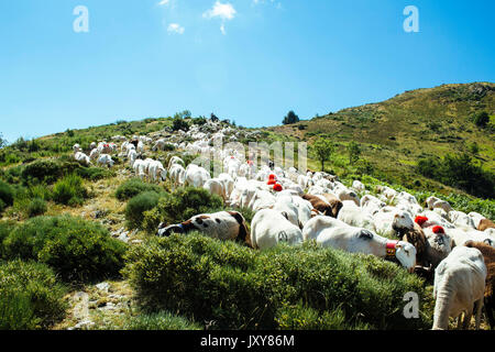 Transhumance, flock of sheep being herded between Nimes and the lake 'Lac des Pises' in the Cevennes mountain range, June 2015 Stock Photo