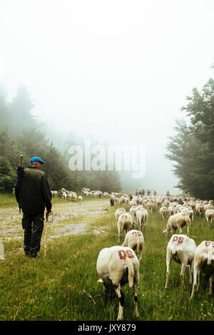 Transhumance, flock of sheep being herded between Nimes and the lake 'Lac des Pises' in the Cevennes mountain range, June 2015. Flock and shepherd in  Stock Photo