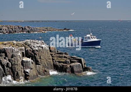 dive boat off the farne islands northumberland england Stock Photo