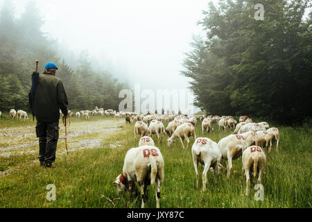 Transhumance, flock of sheep being herded between Nimes and the lake 'Lac des Pises' in the Cevennes mountain range, June 2015. Flock and shepherd in  Stock Photo