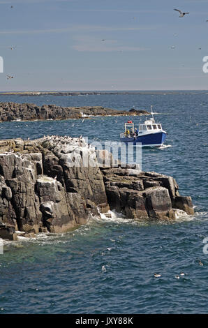 dive boat moving through farne islands, northumberland, great britian Stock Photo