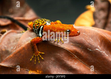 O'Shaughnessy's gecko (gonatodes concinnatus) male, a diurnal species of gecko, sphaerodactylidae, Amazon rainforest, in the Yasuni National Park, Ecu Stock Photo