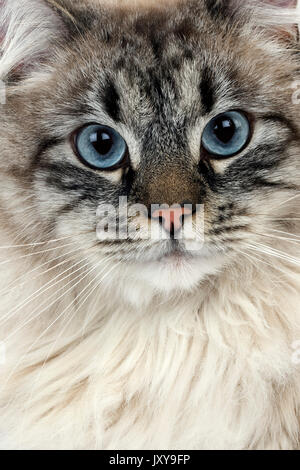 NEVA MASQUERADE SIBERIAN CAT, COLOR SEAL TABBY POINT, PORTRAIT OF MALE Stock Photo