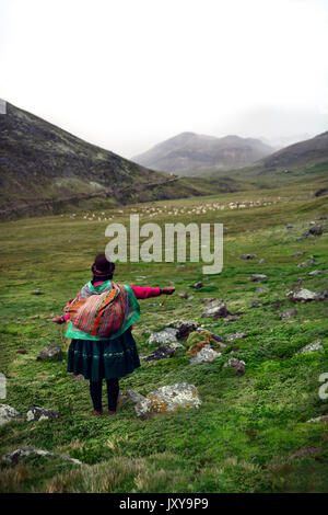 Ayamara woman caring for her herd of alpaca in peru Stock Photo