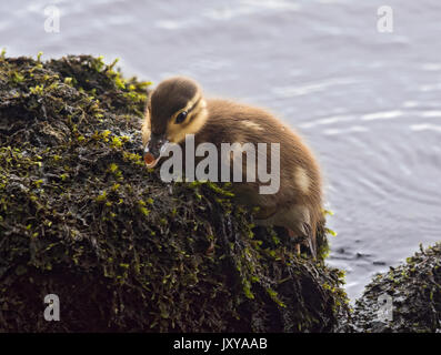 mandarin duckling, Aix galericulata, climbing out of water, Loch Lomond, UK Stock Photo